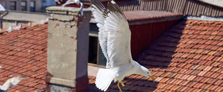 Residential Chimney Animal Removal Solution in Gillette, WY